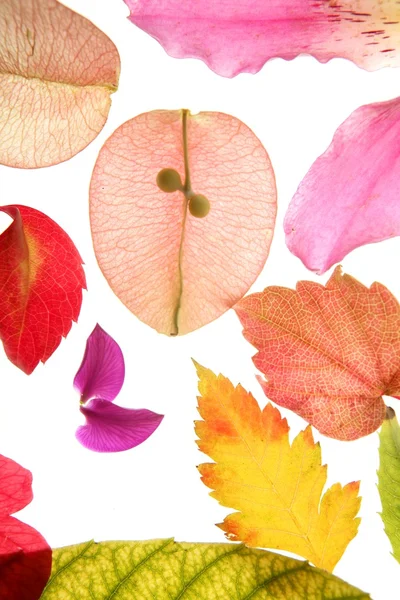 꽃, 잎, 꽃잎, 고립 된 흰색 배경 색상 — 스톡 사진