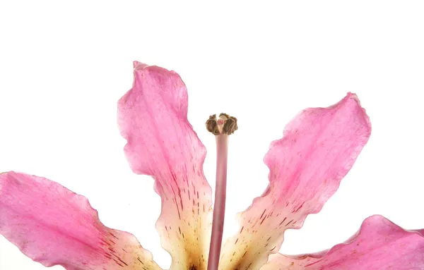Ceiba flor cor da árvore, fundo branco isolado — Fotografia de Stock