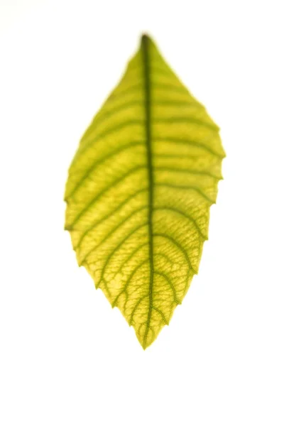 Green leaves in vibrant green, medlar, white studio background — Stock Photo, Image