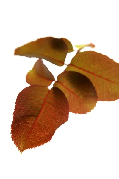 Herbst, Herbst Blätter dekorativ noch im Studio weißen Hintergrund — Stockfoto