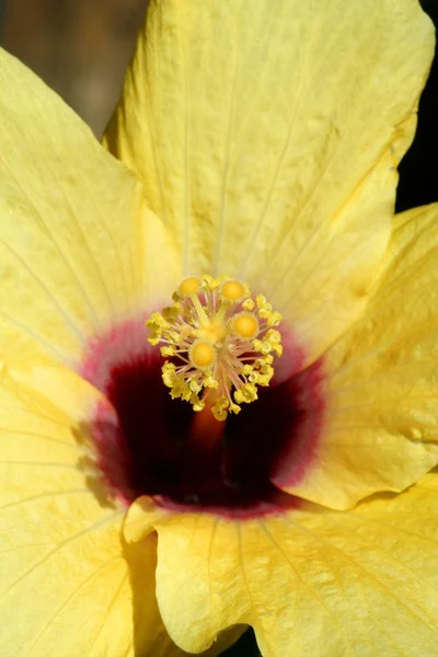 Yellow ibiscus macro crop detail — стоковое фото