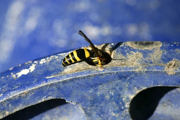 Wasp bug, chaqueta amarilla sobre rueda de metal azul — Foto de Stock