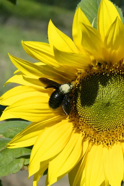 Girasoli gialli con ape in una giornata di sole — Foto Stock