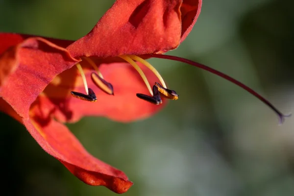 Macro flor vermelha sobre fundo borrão verde — Fotografia de Stock