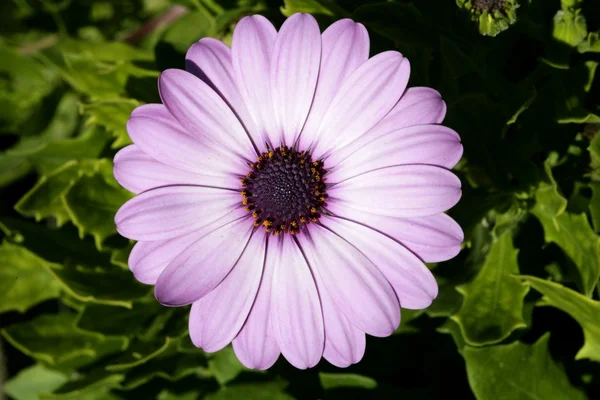 Фиолетовый розовый цветок, зеленые листья, открытый грунт — стоковое фото