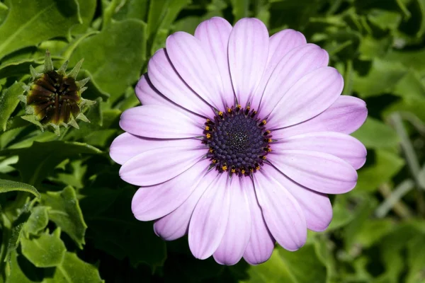 Purple pink daisy flower, green leaves, outdoors — Stock Photo, Image