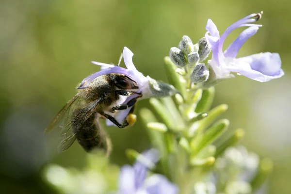 Arı makro bir Akdeniz biberiye çiçek — Stok fotoğraf