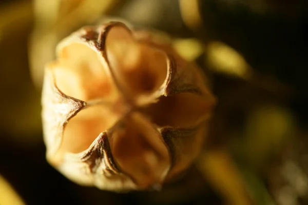 Vlašské ořechy s pouzdry na černém pozadí — Stock fotografie