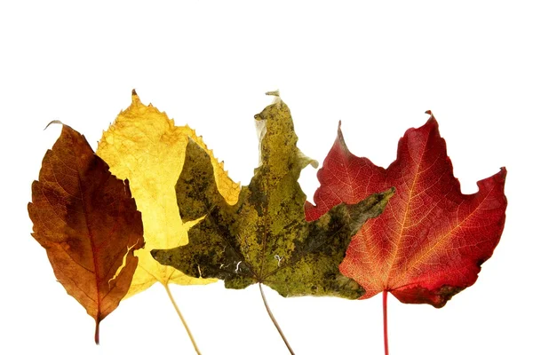 Herfst, herfst bladeren decoratieve nog steeds bij studio witte achtergrond — Stockfoto