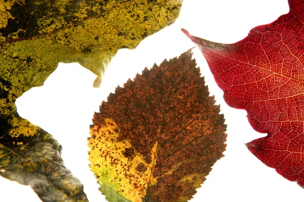 Autumn, fall leaves decorative still at studio white background — Stock Photo, Image