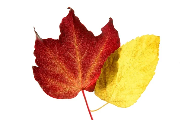 Autunno, foglie di autunno decorativo ancora in studio sfondo bianco — Foto Stock