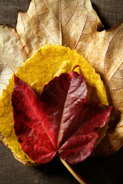 Nadal z liści jesienią, ciemnego drewna tło, obraz upadku — Zdjęcie stockowe