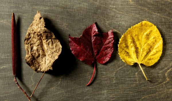 Todavía de hojas de otoño, fondo de madera oscura, imagen de otoño —  Fotos de Stock