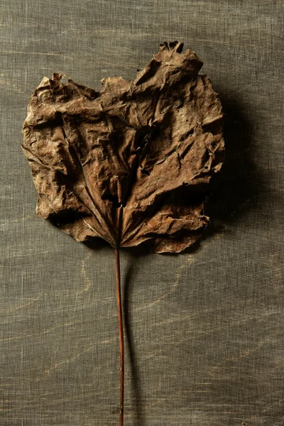 Осенний лист на темном фоне и тени — стоковое фото