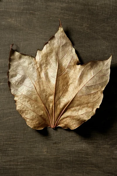 Autumn leaf over dark background and shadows — Stock Photo, Image
