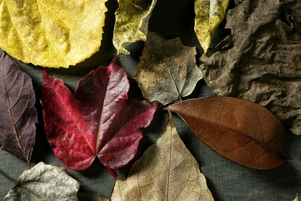 Still of autumn leaves, dark wood background, fall image — Stock Photo, Image