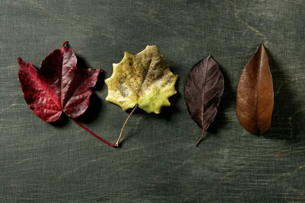 Encore des feuilles d'automne, fond en bois sombre, image d'automne — Photo