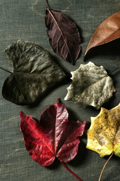 Stále z podzimní listí, tmavé pozadí, obrázek na podzim — Stock fotografie