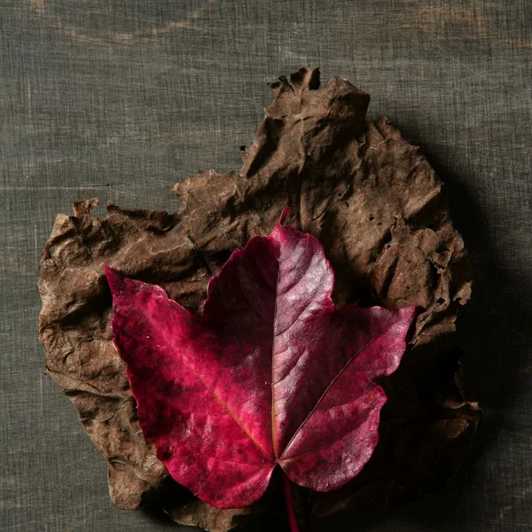 まだ秋の紅葉、暗い木製の背景、秋の画像 — ストック写真