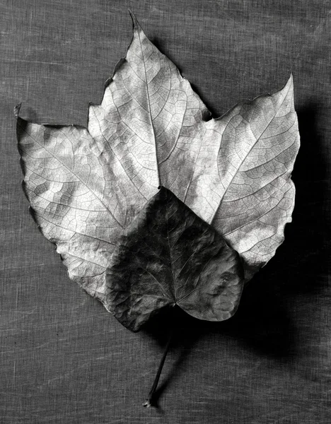 어두운 배경 및 그림자가을 잎 — 스톡 사진