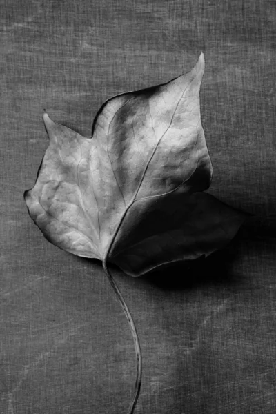 Foglia d'autunno su sfondo scuro e ombre — Foto Stock
