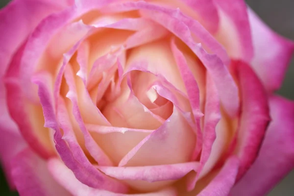 Colorida flor de rosa macro — Foto de Stock