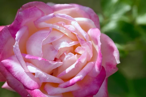 Macro fleur rose colorée — Photo