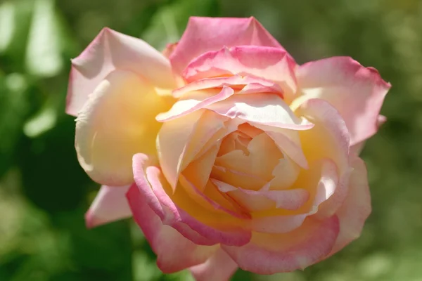 Farverige rose blomst makro - Stock-foto