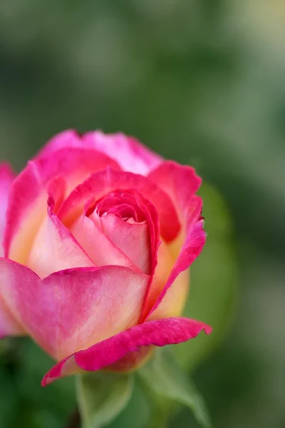 カラフルなバラの花マクロ — ストック写真