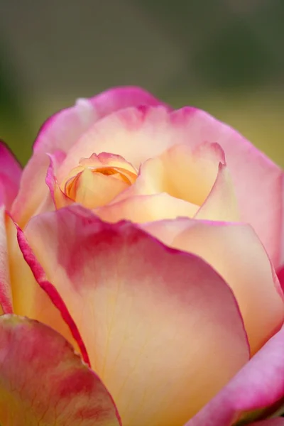 Colorido rosa flor macro — Fotografia de Stock