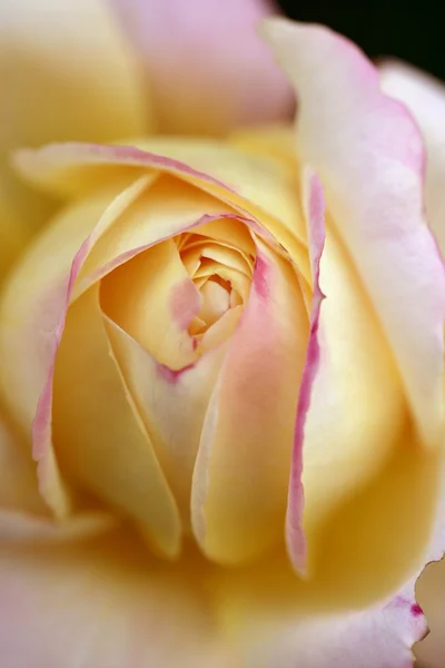 Macro fleur rose colorée — Photo
