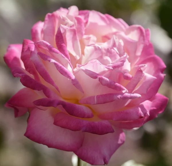 Farverige rose blomst makro - Stock-foto