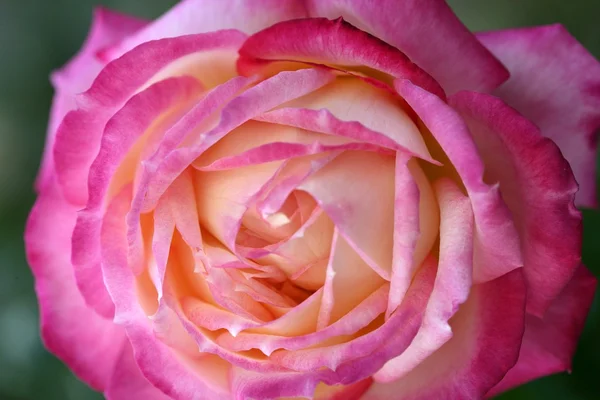 Kleurrijke rose bloem macro — Stockfoto