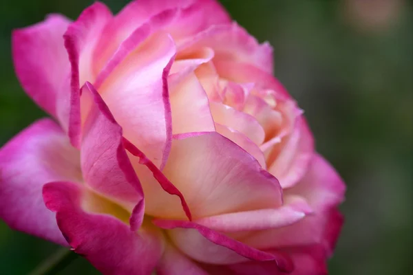Colorful rose flower macro — Stock Photo, Image
