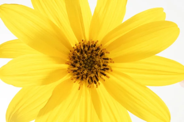 Daisy yellow flower, macro studio shot — Stock Photo, Image