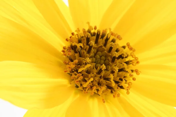 Margherita fiore giallo, macro studio girato — Foto Stock