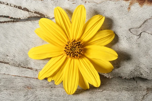 Fleur jaune marguerite, plan macro studio — Photo