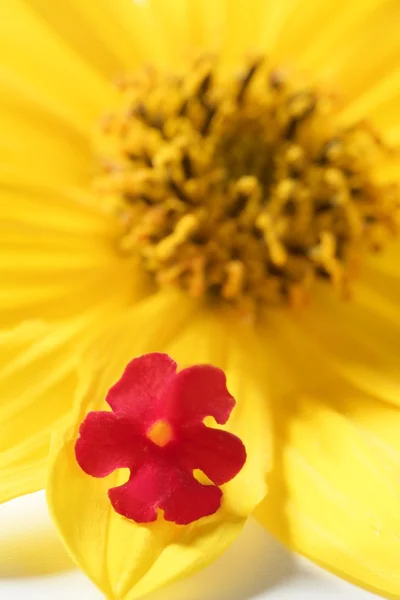 Sárga százszorszép virág, makró stúdió felvétel — Stock Fotó