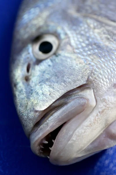 Denton, pesce sparus mediterraneo, testa d'oro, dentice — Foto Stock