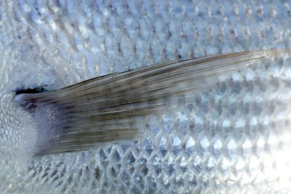 Denton, poisson sparus de Méditerranée, tête-de-boule, vivaneau — Photo