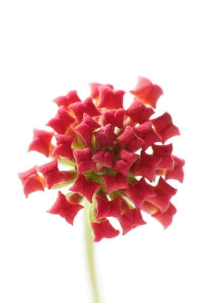 Lantana kleine Blume auf weißem Hintergrund — Stockfoto