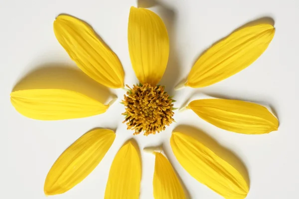 Daisy flor amarela, macro estúdio tiro — Fotografia de Stock