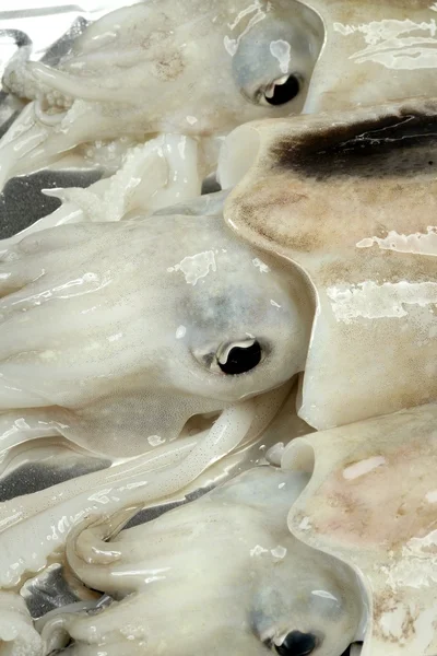 Mürekkep balığı çiğ, kalamar Akdeniz su ürünleri — Stok fotoğraf