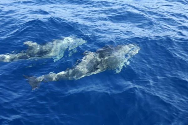 Два дельфіни в Середземному морі — стокове фото