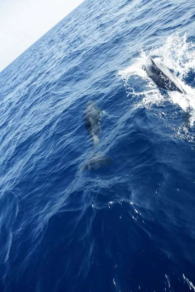 Dois golfinhos no mar Mediterrâneo — Fotografia de Stock
