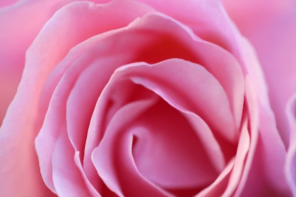 Rosa rosa flor macro detalle en luz suave — Foto de Stock