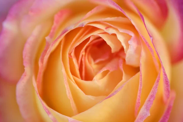 柔らかな光でオレンジ色のバラの花マクロ詳細 — ストック写真