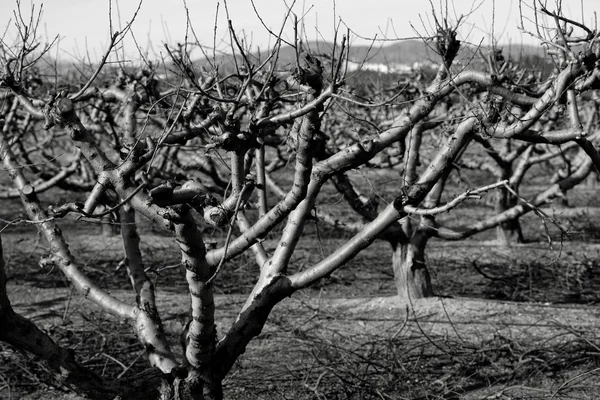 Ξηρά φρούτα δέντρα χωρίς φύλλα το φθινόπωρο — Φωτογραφία Αρχείου