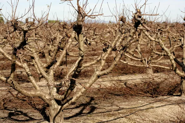 Száraz gyümölcs fák levelei ősszel nélkül — Stock Fotó