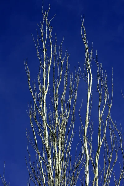 Álamo seco, sin hojas en otoño, cielo azul — Foto de Stock